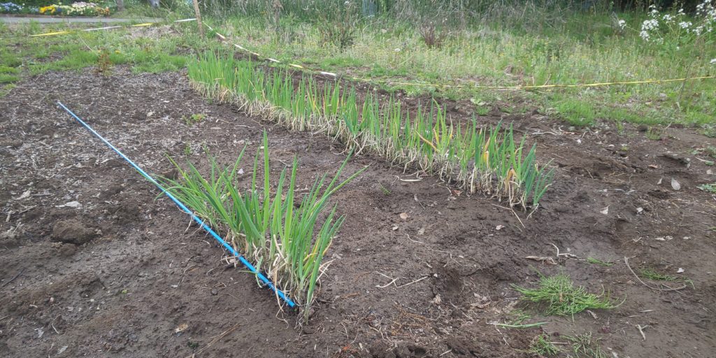 埼玉伝統農法ネギロケットでの栽培