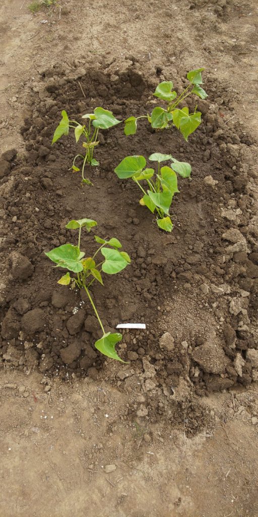 シルクスイート