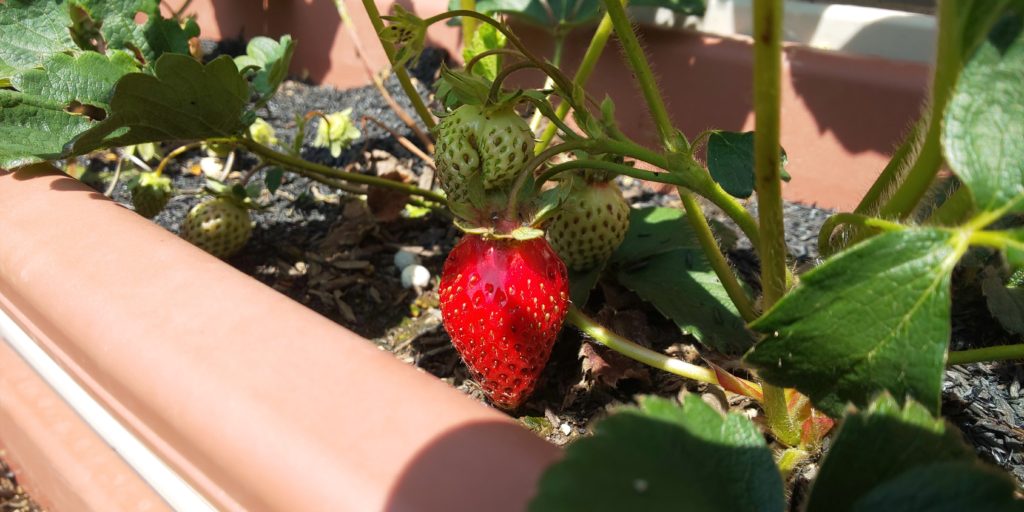 イチゴが赤くなりました