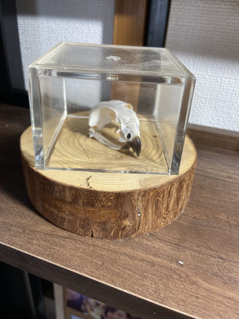 骨格標本:チョウゲンボウ(頭蓋骨・下顎骨) 骨格標本:チョウゲンボウ(頭蓋骨・下顎骨)