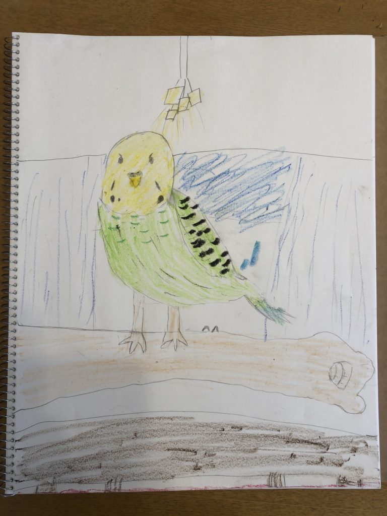 手にのったかわいいインコ🦜