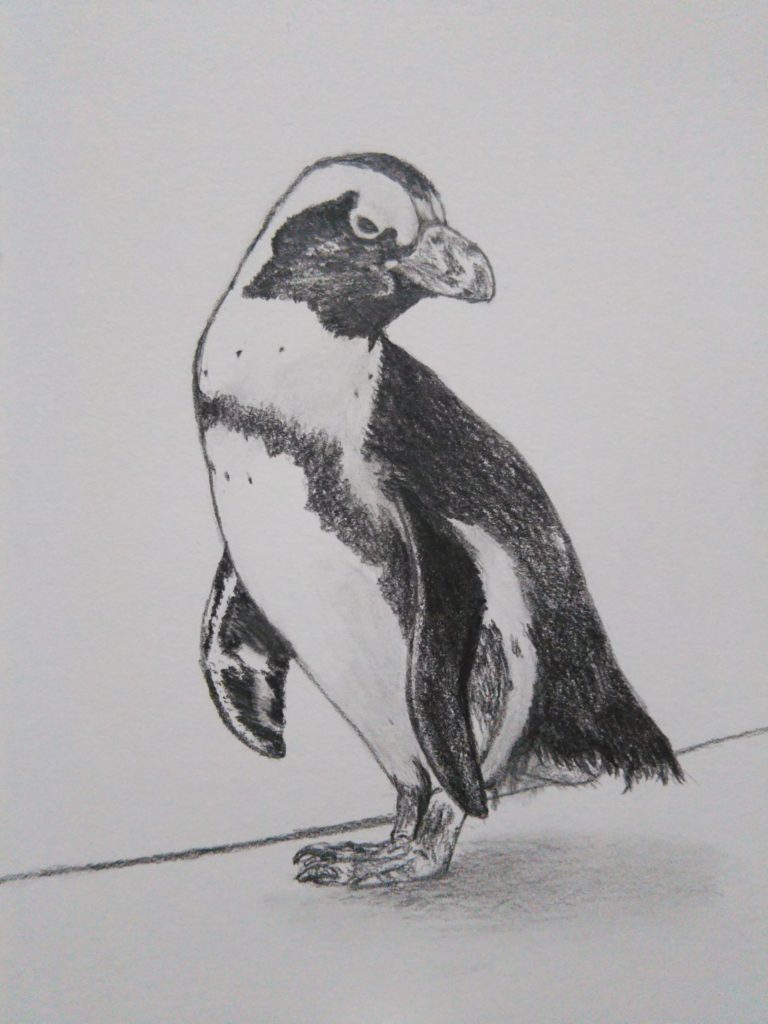 母,ペンギンを描く