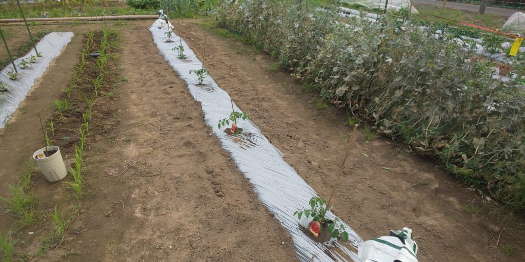 トマトの定植(植え付け)