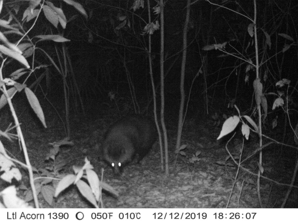 鴻巣アートの森 動物調査！