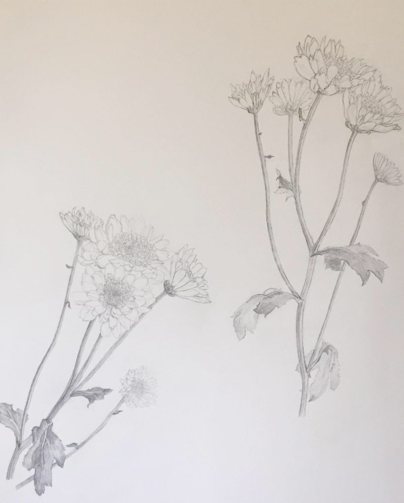 花のクロッキー・デッサン