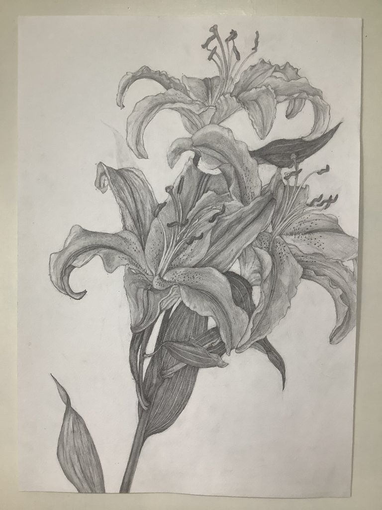 ゆりのデッサン