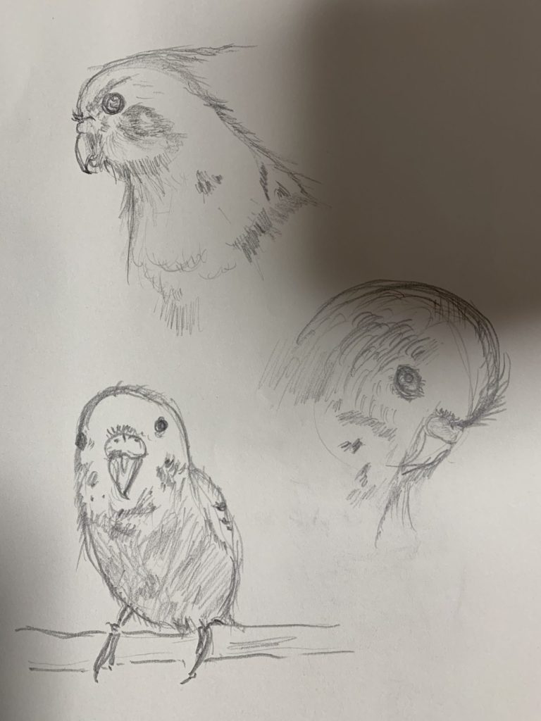 背黄青鸚哥・阿亀鸚哥