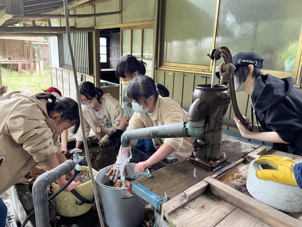 井戸水で里芋洗い