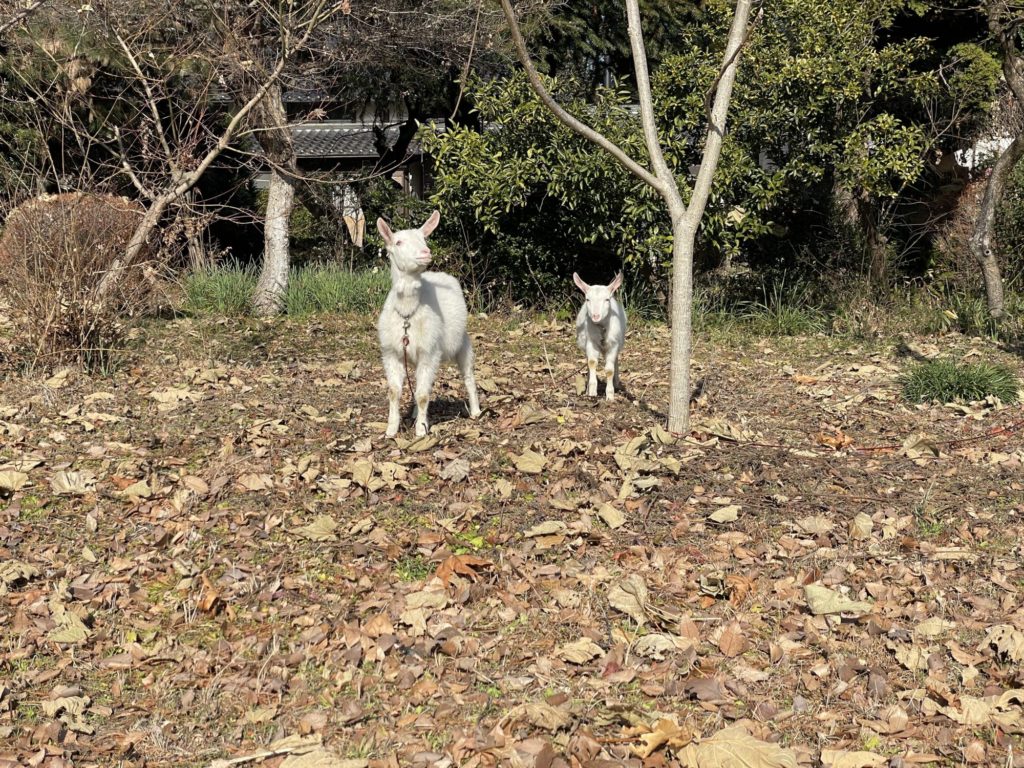 鴻巣アートの森のヤギさん