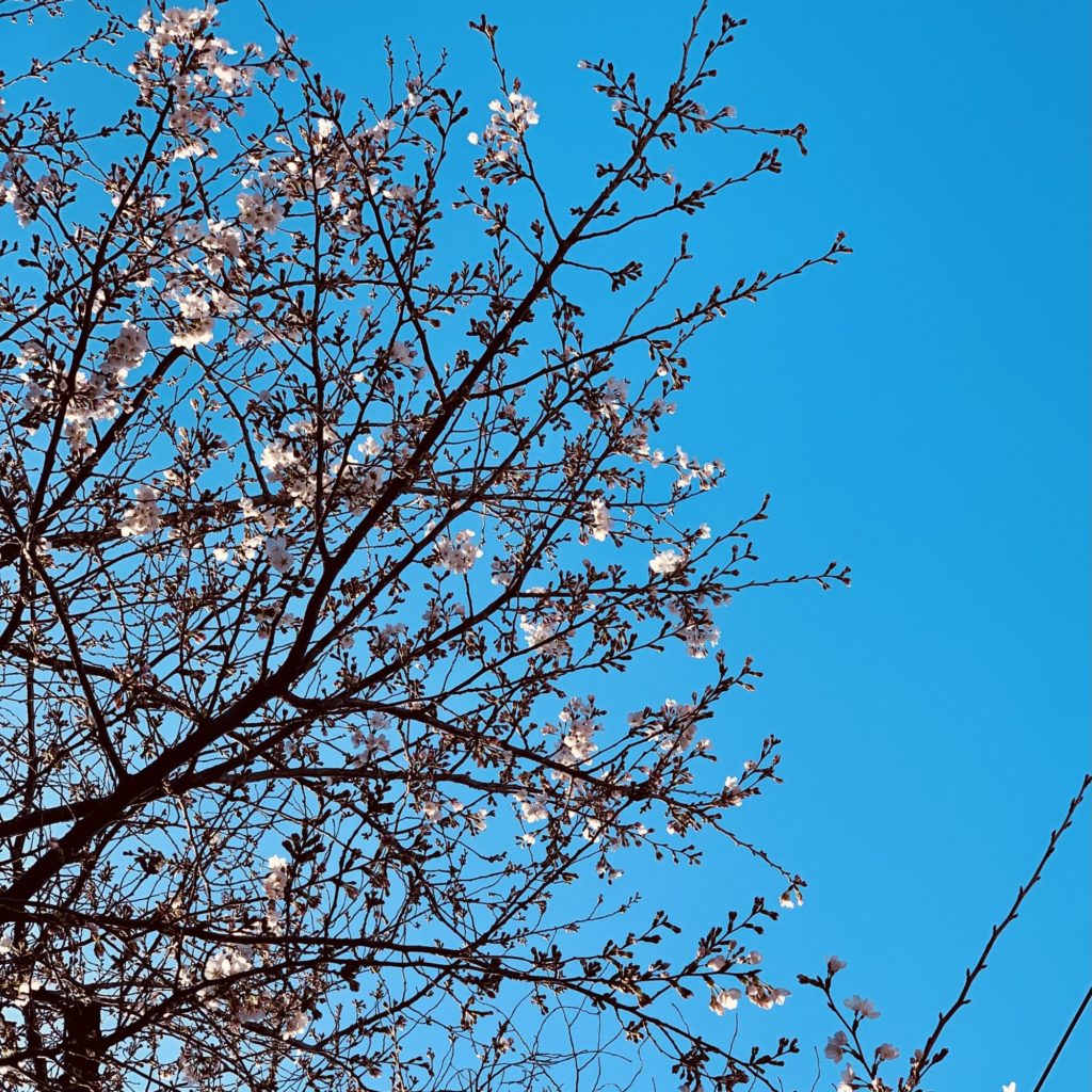 目黒の桜