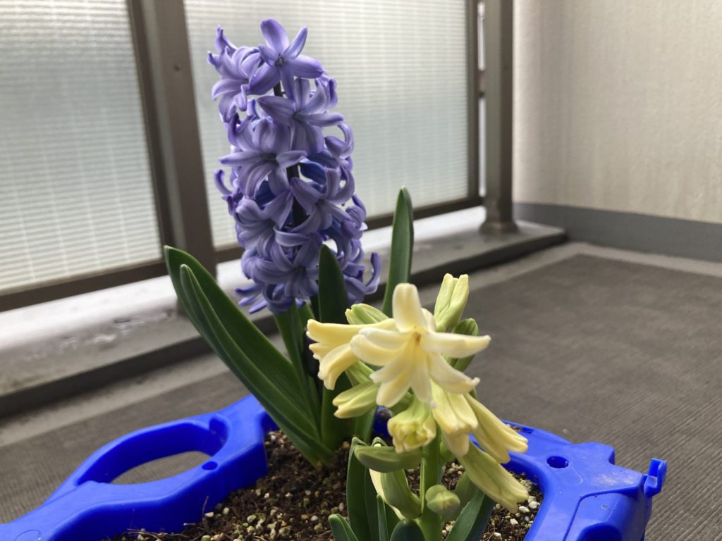 育てたヒヤシンス