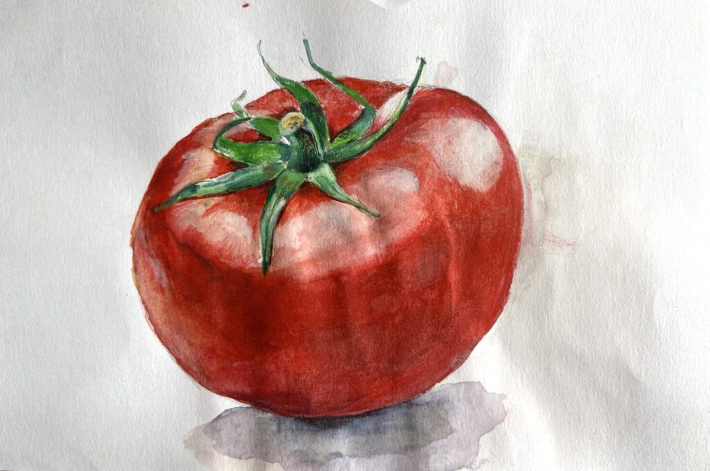 ボタニカルアート　透明水彩/トマト