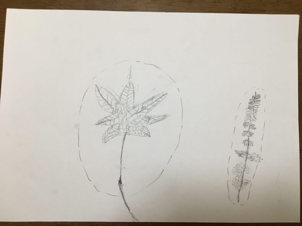 ボタニカルアート1回目　デッサン