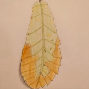 落ち葉の色鉛筆デッサン