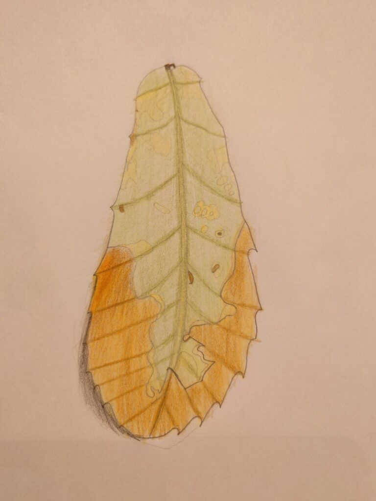 落ち葉の色鉛筆デッサン