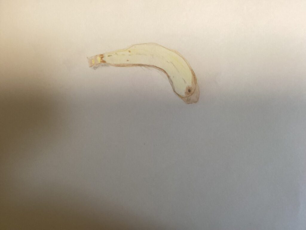 色鉛筆を使ったレモンとバナナ