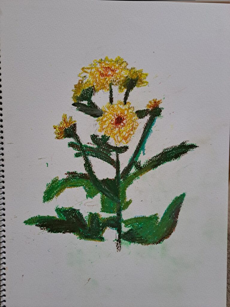 菊の花　クレヨン