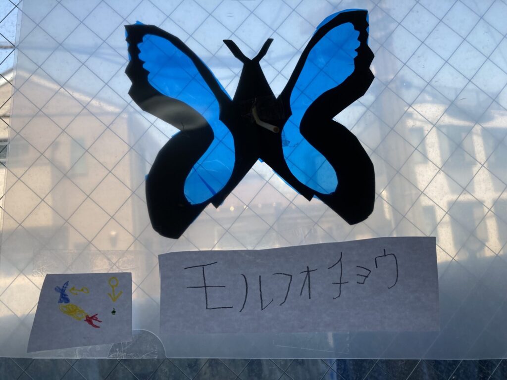 モルフォチョウ🦋