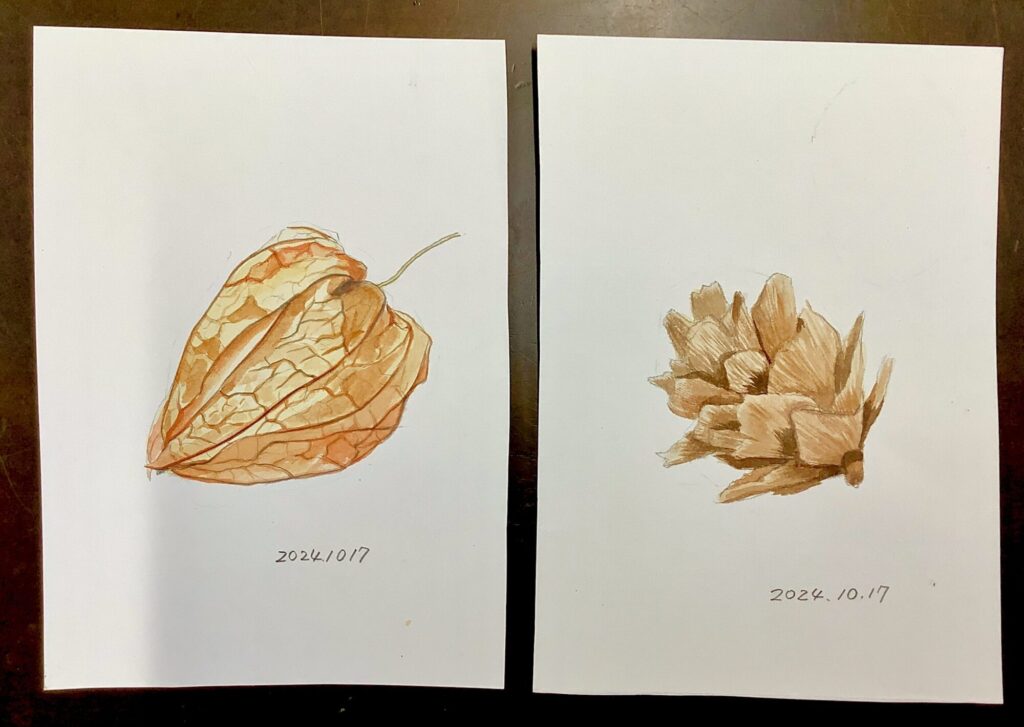 ホオヅキ　シダーローズ