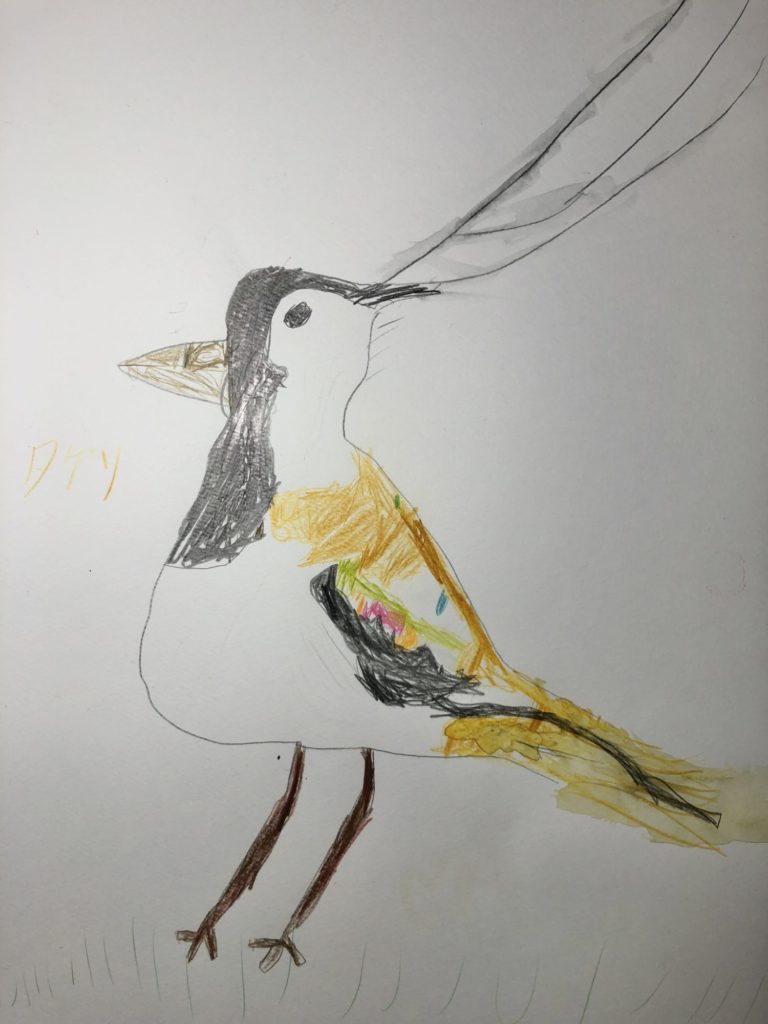 タゲリという鳥（6歳）