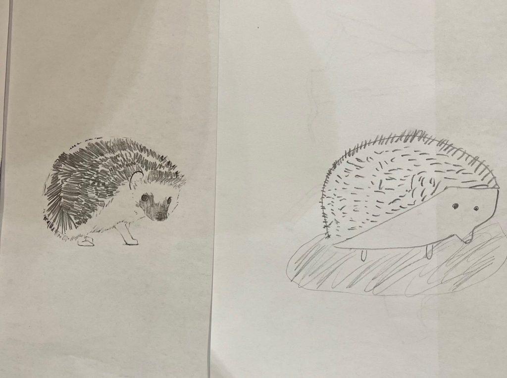 ハリネズミ（ビフォーアフター）